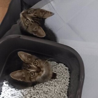 カワイイ仔猫です