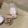パールホワイトオス里親募集してます