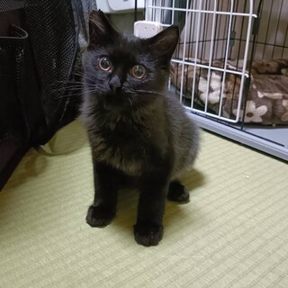 〝オレオ君〟です♪