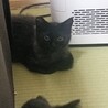 〝オレオ君〟です♪
