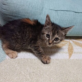 2ヶ月半　キジ猫　麦ちゃん