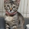 2ヶ月半　キジ猫　麦ちゃん