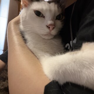 べたべたな甘えん坊　元気なおじいにゃん