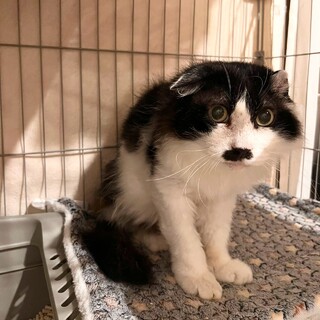 外猫から家猫へ長毛mixのおじいにゃん