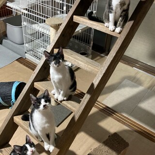 5月生まれの子猫たち4匹の里親を募集します。