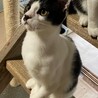 5月生まれの子猫たち4匹の里親を募集します。