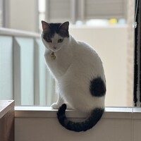 すだち