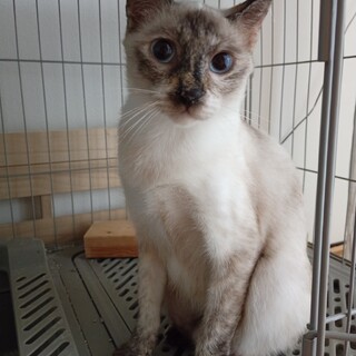 透き通るお目々のお母さん猫ちゃん
