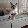 透き通るお目々のお母さん猫ちゃん サムネイル2