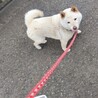 ヨシノヨシノ