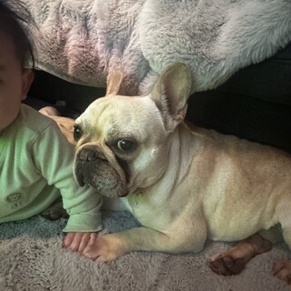 人懐っこいフレブル君