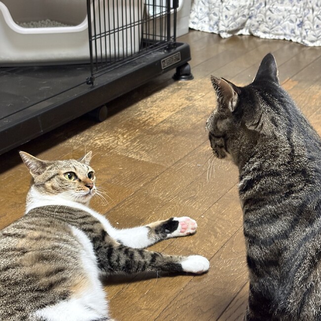 Hiraharaのカバー写真