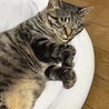 おっとりお母さん猫【ちゃーこ】