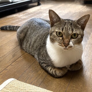 好奇心旺盛な娘猫【ねね】