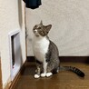 好奇心旺盛な娘猫【ねね】 サムネイル2