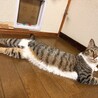 好奇心旺盛な娘猫【ねね】 サムネイル3