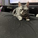 「アメショ2匹の里親さん募集
