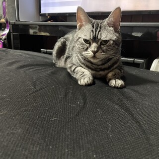 「アメショ2匹の里親さん募集