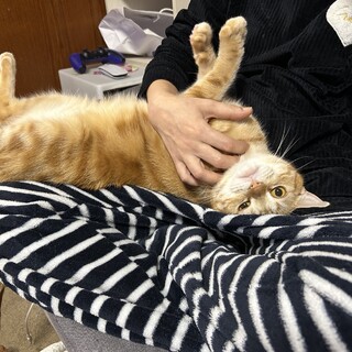 アメショ2匹里親募集