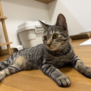 人懐っこく甘えん坊♪ 3/16生まれ、完全室内飼い