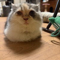 コマチ（茉）