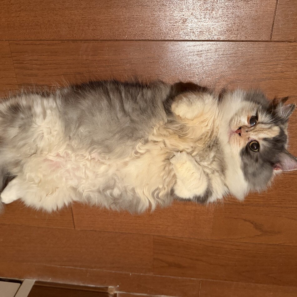コマチ（茉）のカバー写真
