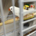 キンカチョウペア
