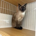マルコ：人懐っこいシャム猫くん