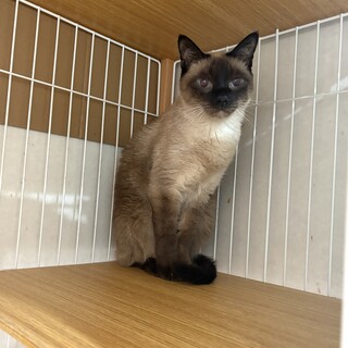 マルコ：人懐っこいシャム猫くん