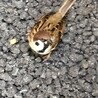 なちけい