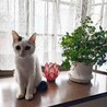 にゃんこ母さん