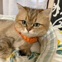 チンチラゴールデン　ユリアちゃん