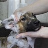 鼻黒で白ソックス♡可愛い野犬の子【ソックス】くん