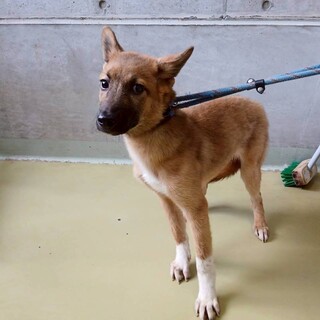 鼻黒で白ソックス♡可愛い野犬の子【ソックス】くん