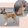 鼻黒で白ソックス♡可愛い野犬の子【ソックス】くん