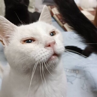穏やかで甘えん坊な白猫ボーイ☆ユキくん☆