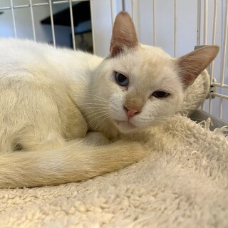 やさしさが滲むブルーアイの美猫【譲二】君