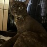 猫にゃんちゃん