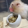 白猫ちょこ