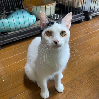 とっても甘えん坊のスリごろくん、ロキ