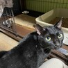 シャイだけどほんとは甘えん坊のフクロウ