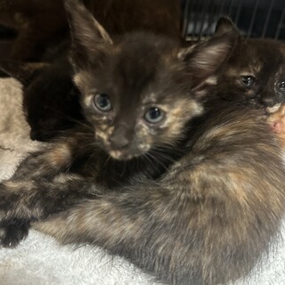 4匹の子猫を保護しています