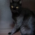 人馴れ抜群でまだ1歳にならない黒猫ガール！
