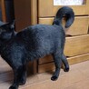 人馴れ抜群でまだ1歳にならない黒猫ガール！ サムネイル2