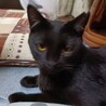 人馴れ抜群でまだ1歳にならない黒猫ガール！ サムネイル3