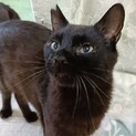 推定1歳半頃の人馴れ抜群な黒猫ボーイ！