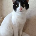 人馴れ抜群な白黒ハチワレ男の子！まるくん！