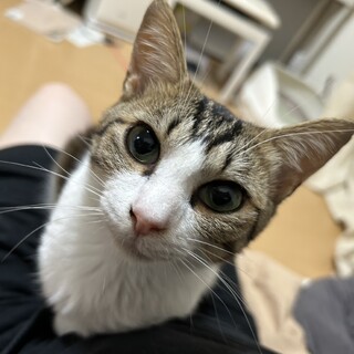 お膝も抱っこも大好き！キジ白 露彦くん