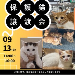 保護猫譲渡会　名古屋　子猫たくさん！