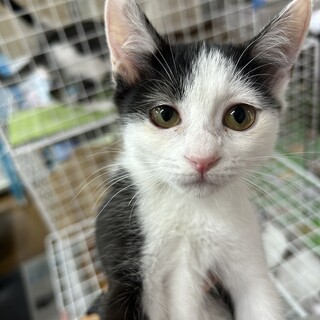 ナッツちゃん4ヶ月女の子保護猫